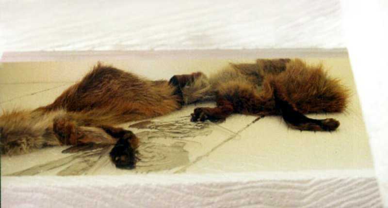 picture: lost-and-found-fox